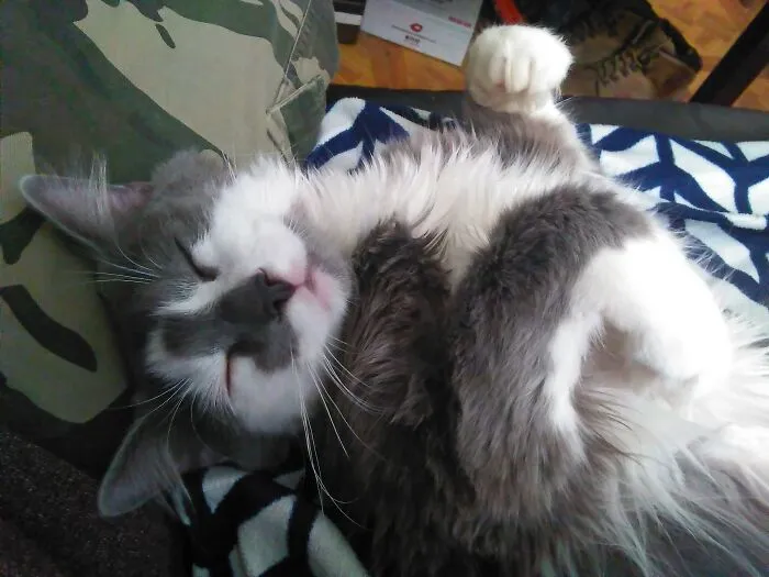 He Stole The Chicken Off My Plate, Ran Off And Devoured It Then Came Back And Did This