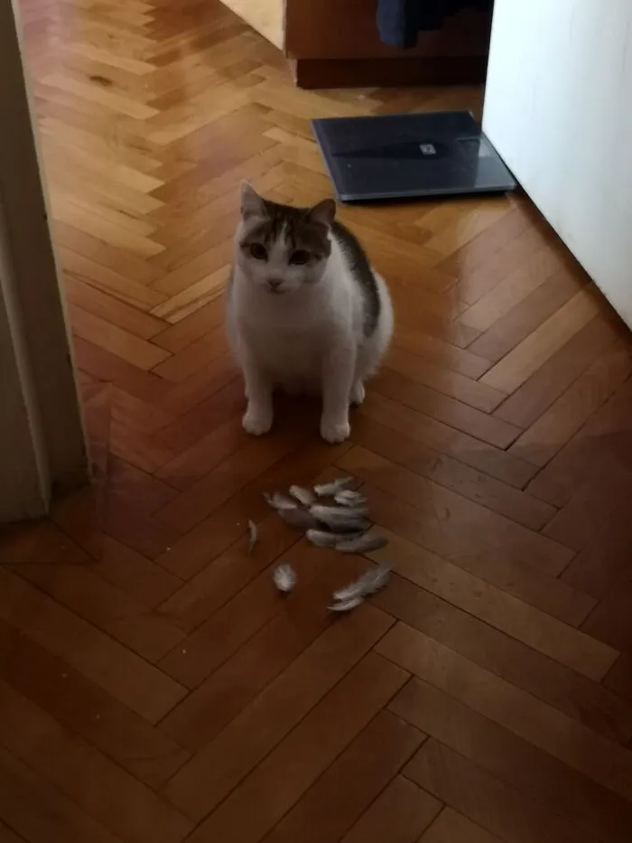 A Pigeon Flew In The Bathroom. Somewhere There Is A Partly Bald Pidgeon