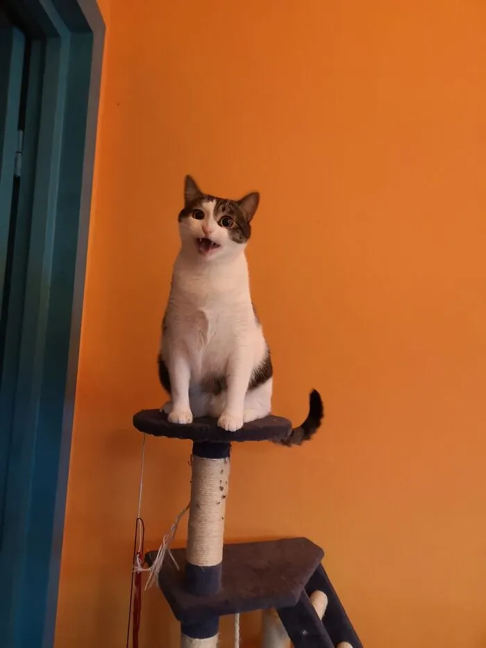 Furfur Always Screams For Attention