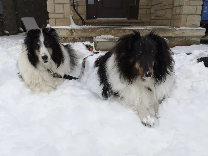Sky (Left) And Finnick (Right)