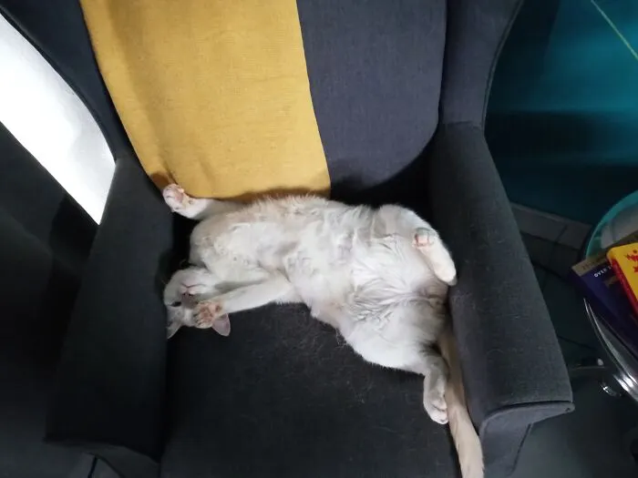 It's A Cat's Life