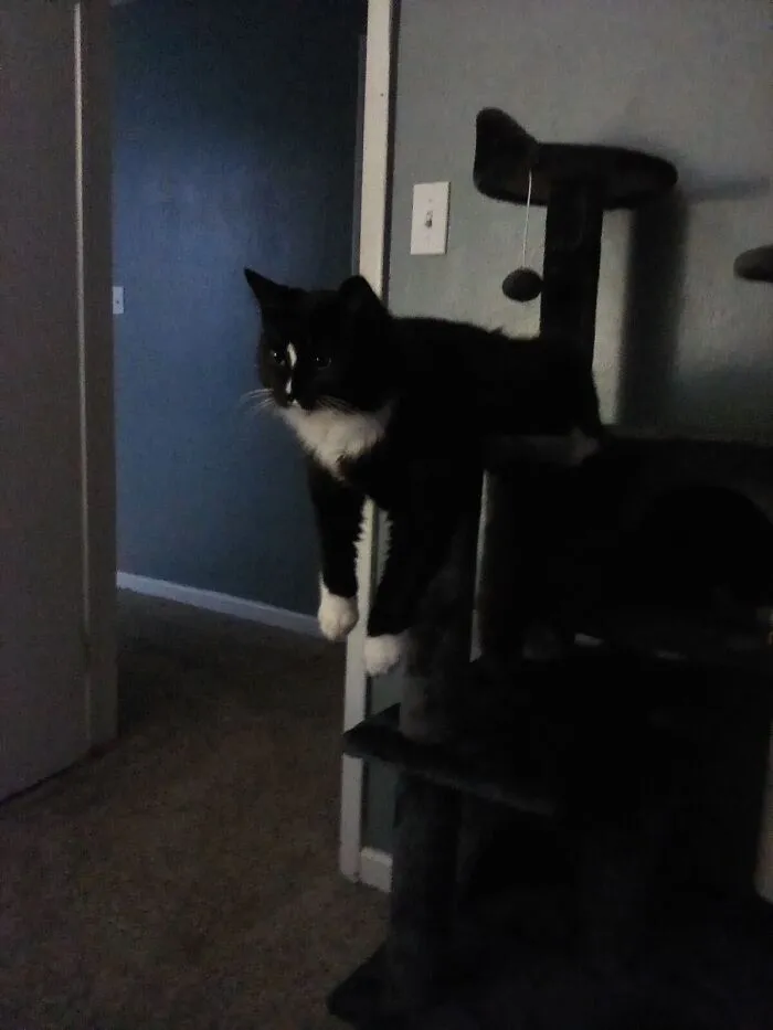 This Is Bean. My Daughter Gifted My Kitties A Climbing Tree!