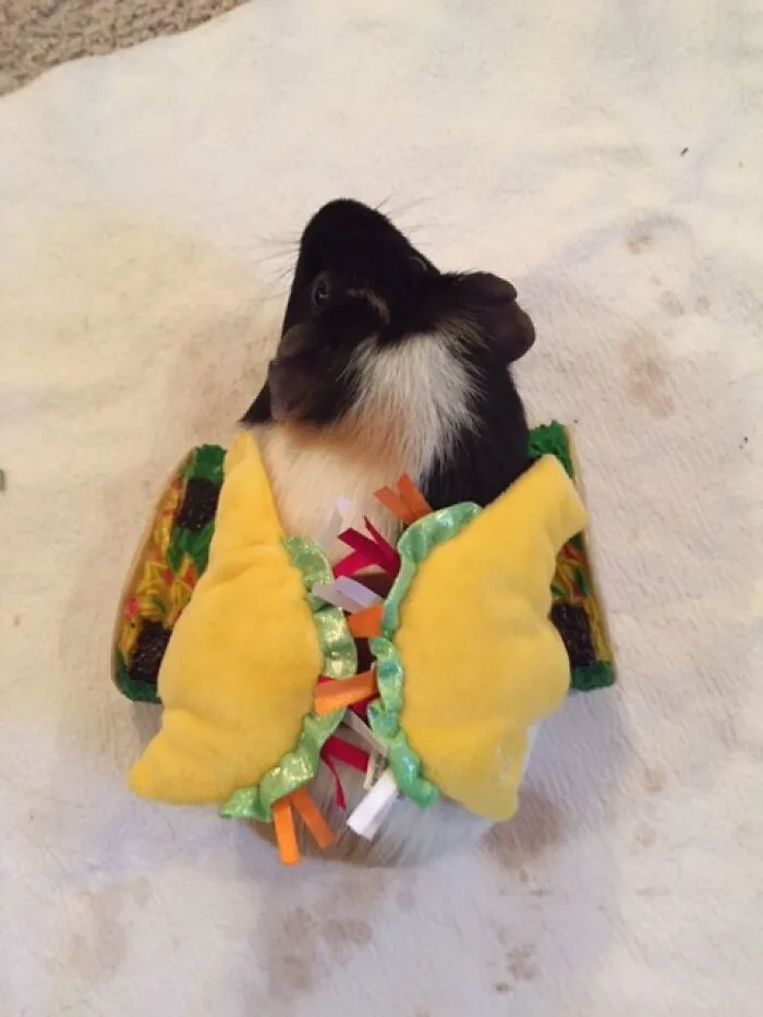 One Of My Tacos Seems A Little Too Large...