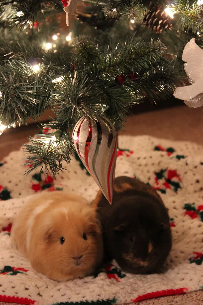 They're Named After Pearl And Trucy From The Phoenix Wright Series. They're Best Friends