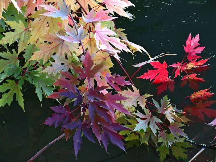 Colorful Maple Leaves