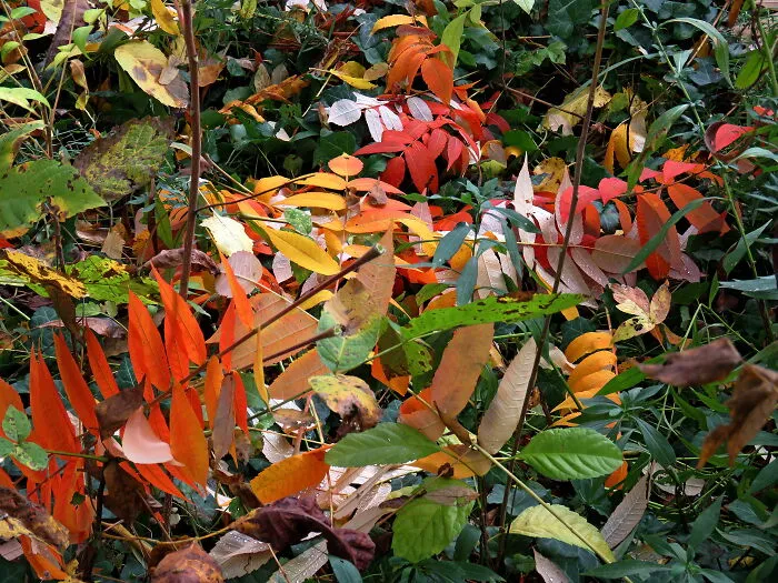 Autumn Colors