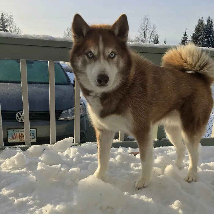 Alaska Snow Angel