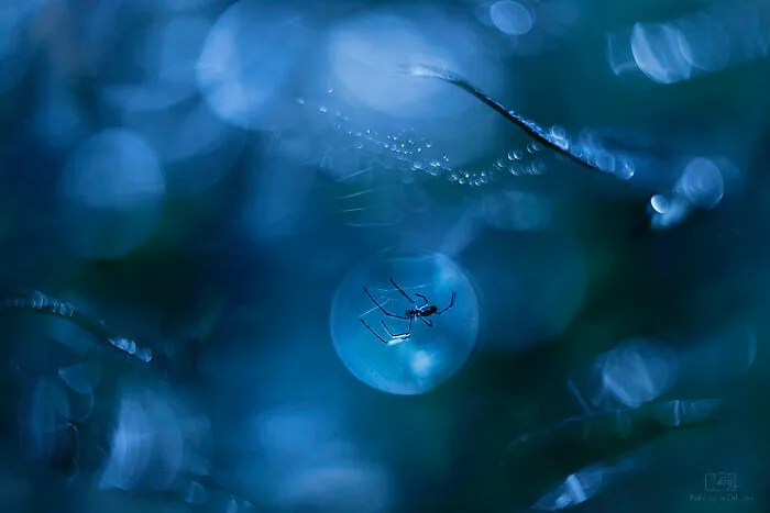 Blue Lagoon