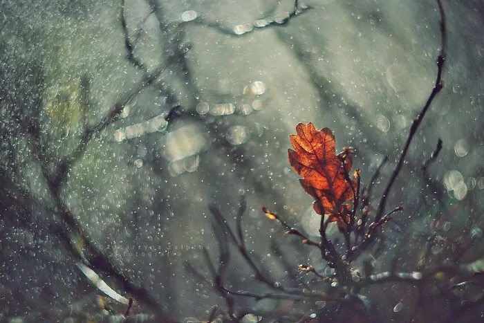 Rain, Rain