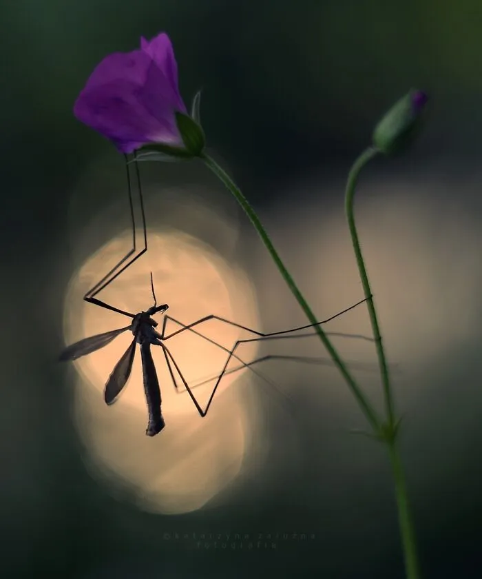Mosquito
