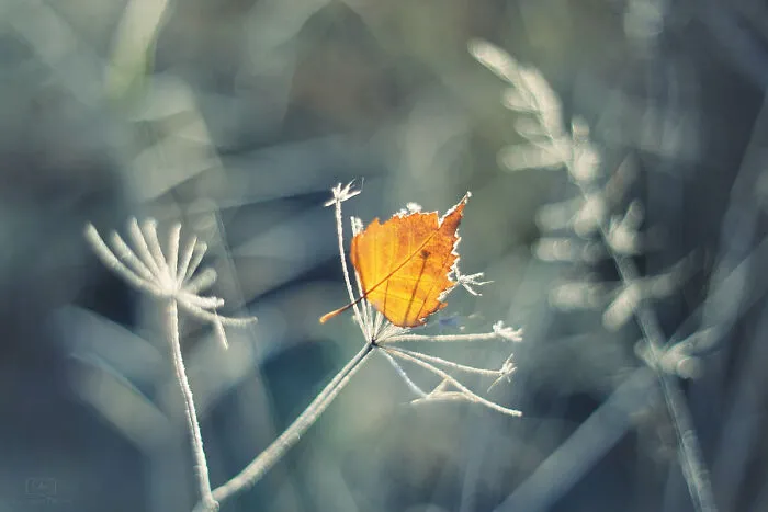 The Fire Of Winter