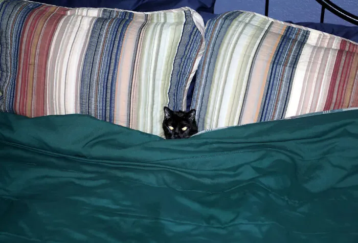 Harriet B Cat - No Room For You!