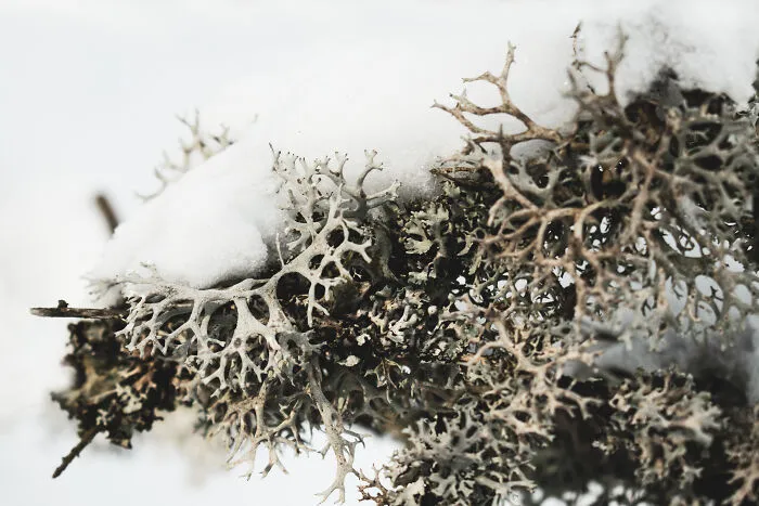I Capture The Magical Beauty Of Winter In The Ukrainian Carpathians (30 Pics)
