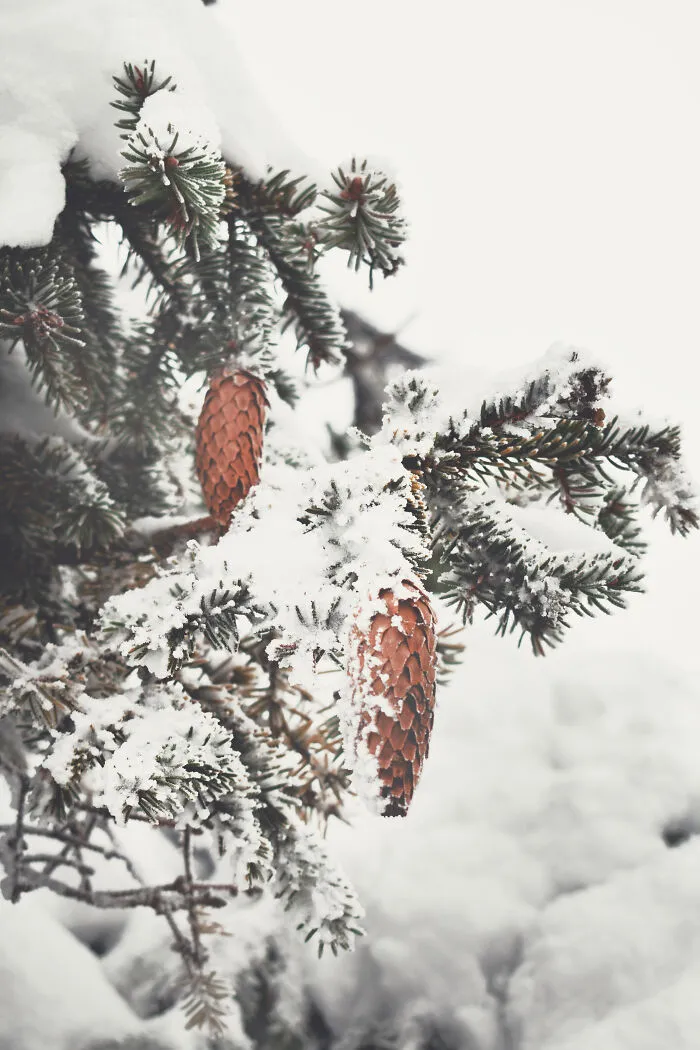 I Capture The Magical Beauty Of Winter In The Ukrainian Carpathians (30 Pics)