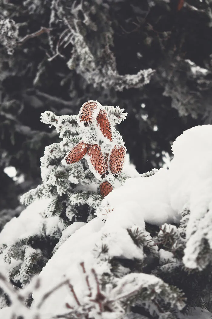 I Capture The Magical Beauty Of Winter In The Ukrainian Carpathians (30 Pics)
