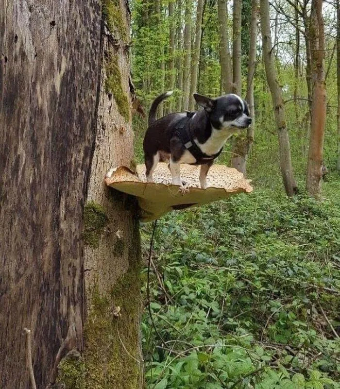Dogs Standing On Mushrooms Is The Internet's New Favorite Thing (26 Pics)