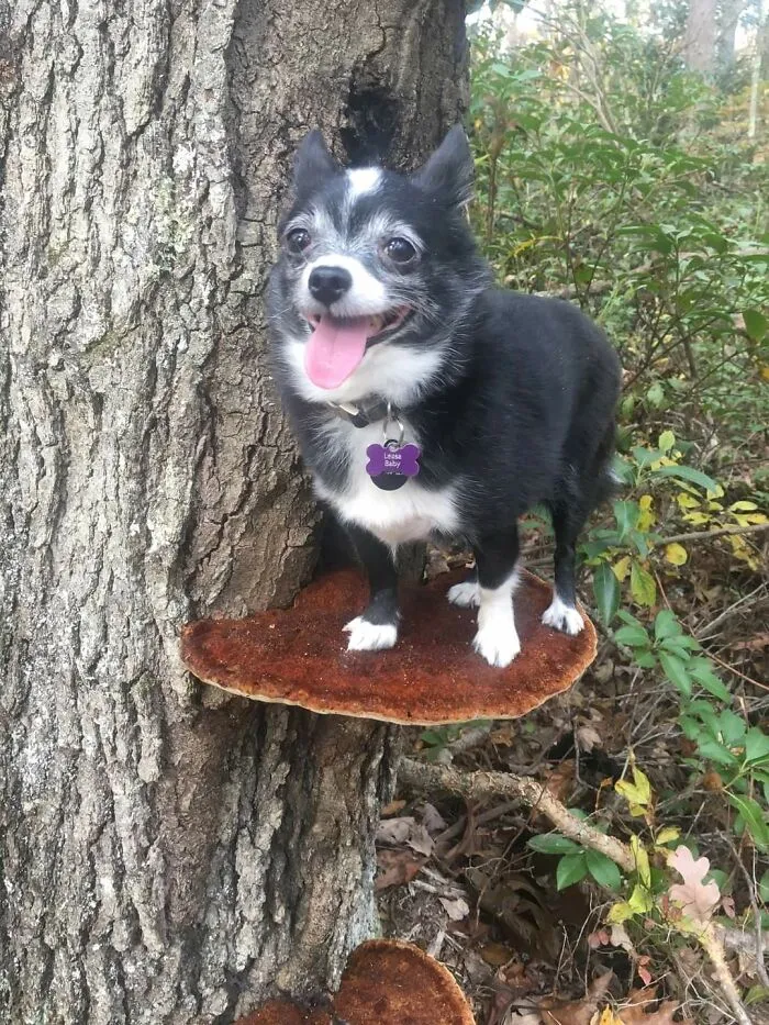 Dogs Standing On Mushrooms Is The Internet's New Favorite Thing (26 Pics)