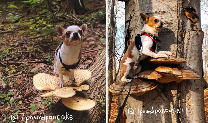 Dogs Standing On Mushrooms Is The Internet's New Favorite Thing (26 Pics)