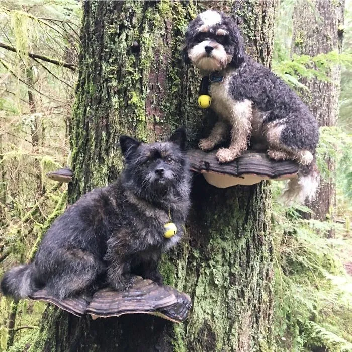 Dogs Standing On Mushrooms Is The Internet's New Favorite Thing (26 Pics)
