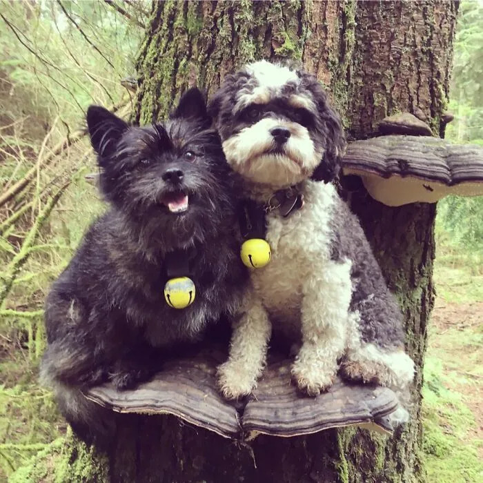 Dogs Standing On Mushrooms Is The Internet's New Favorite Thing (26 Pics)