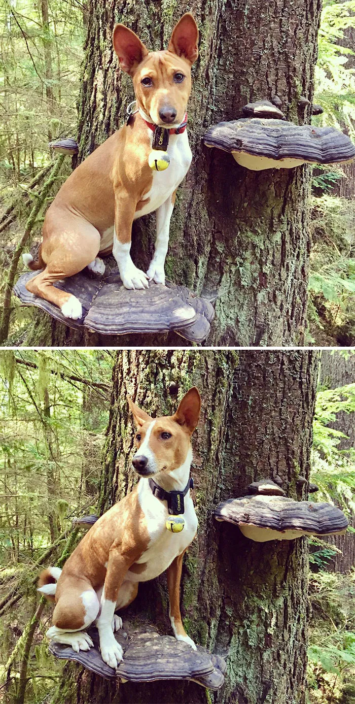 Dogs Standing On Mushrooms Is The Internet's New Favorite Thing (26 Pics)