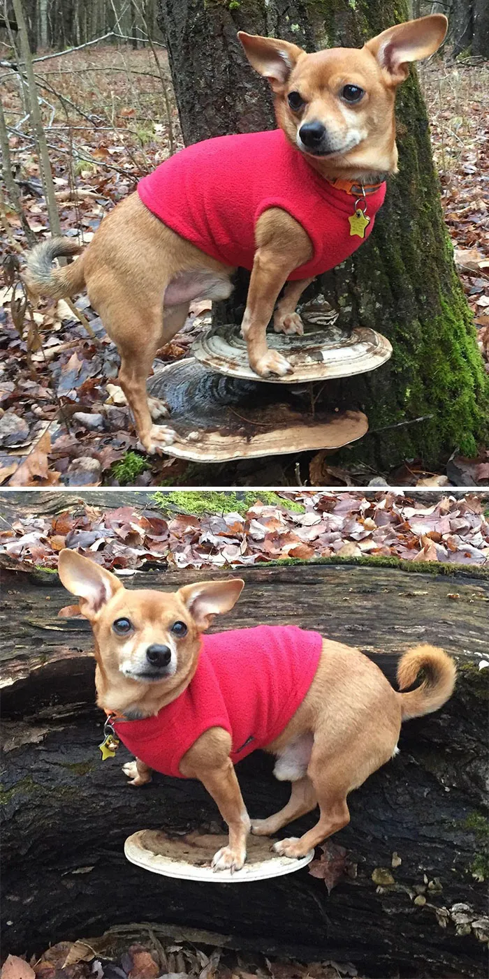 Dogs Standing On Mushrooms Is The Internet's New Favorite Thing (26 Pics)