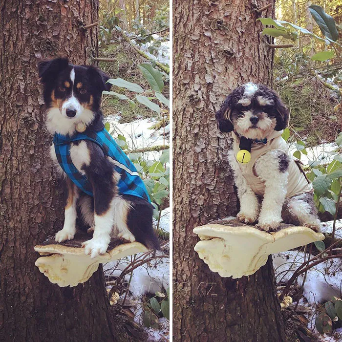 Dogs Standing On Mushrooms Is The Internet's New Favorite Thing (26 Pics)