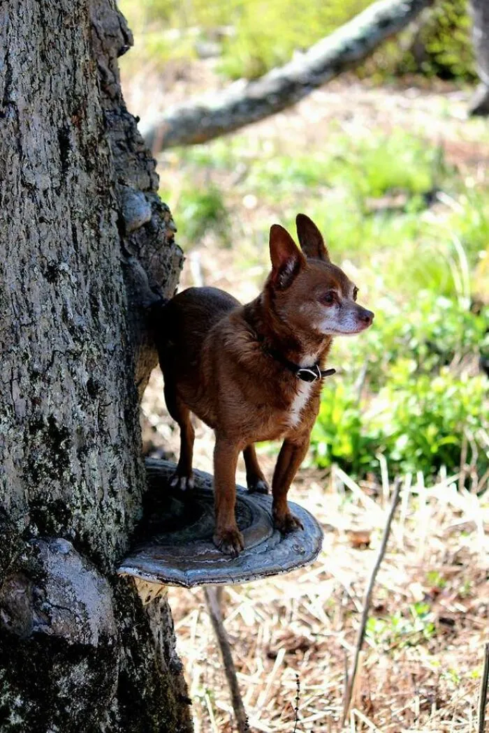 Dogs Standing On Mushrooms Is The Internet's New Favorite Thing (26 Pics)