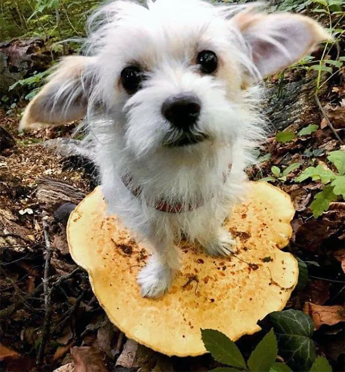 Dogs Standing On Mushrooms Is The Internet's New Favorite Thing (26 Pics)