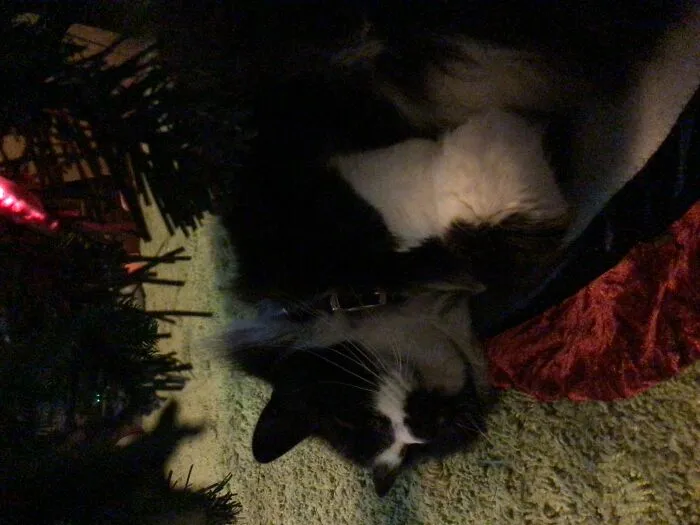 Kitty And A Tree