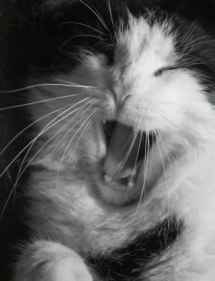 My Cat Likes To Share A Joke...