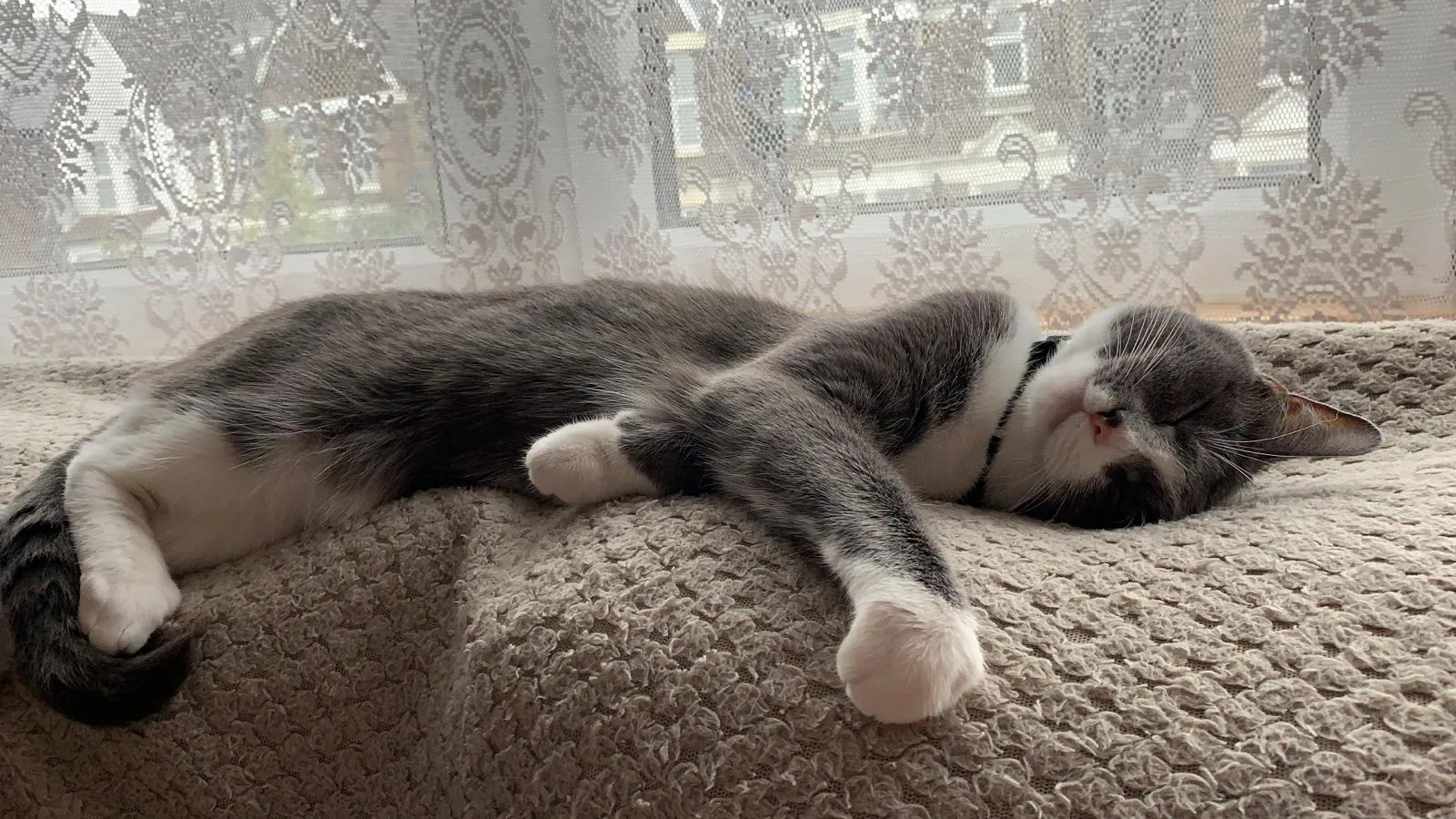 Send Your Favourite Photo Of Your Pet.