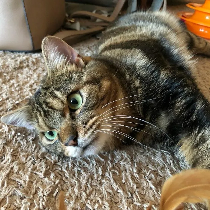 Giggles The Angry Cat Isn't Actually Angry And Is, In Fact, A Total Sweetheart (28 Pics)