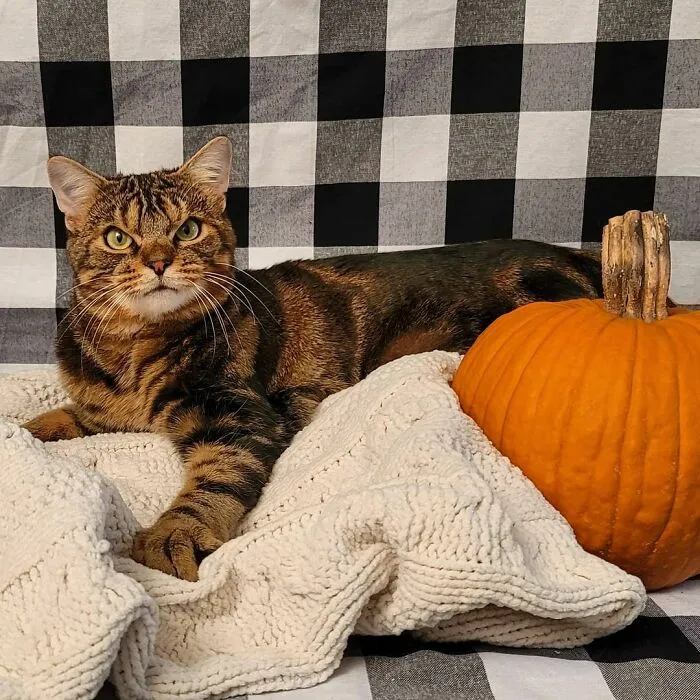 Giggles The Angry Cat Isn't Actually Angry And Is, In Fact, A Total Sweetheart (28 Pics)