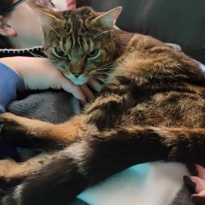 Giggles The Angry Cat Isn't Actually Angry And Is, In Fact, A Total Sweetheart (28 Pics)