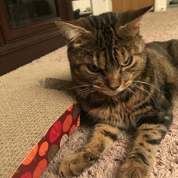 Giggles The Angry Cat Isn't Actually Angry And Is, In Fact, A Total Sweetheart (28 Pics)