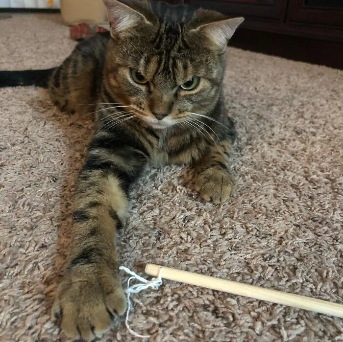 Giggles The Angry Cat Isn't Actually Angry And Is, In Fact, A Total Sweetheart (28 Pics)