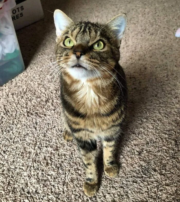 Giggles The Angry Cat Isn't Actually Angry And Is, In Fact, A Total Sweetheart (28 Pics)