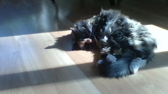 My Cat Sleeping In A Ray Of Sunshine