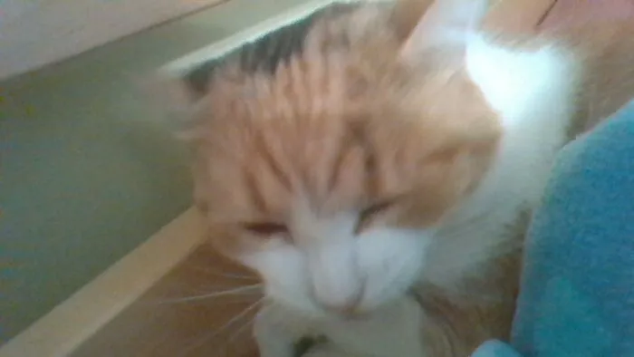 My Cat Looking Sleepy