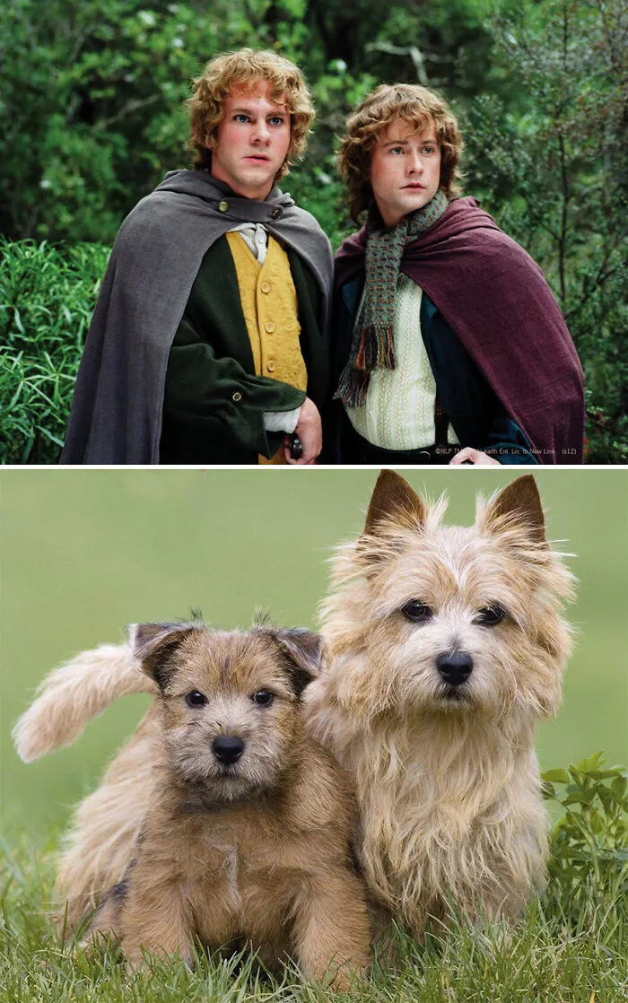 Merry And Pippin