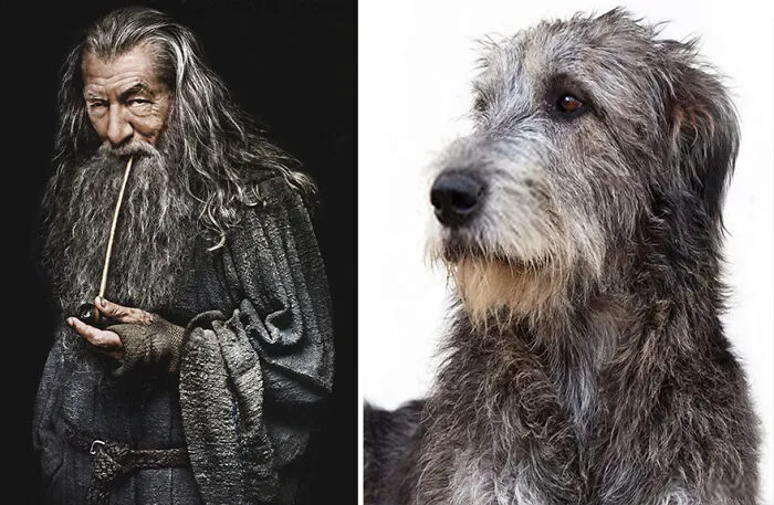Gandalf The Gray
