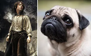 What If Lord Of The Rings Was All Dogs? This Twitter Thread Has An Answer (18 Pics)