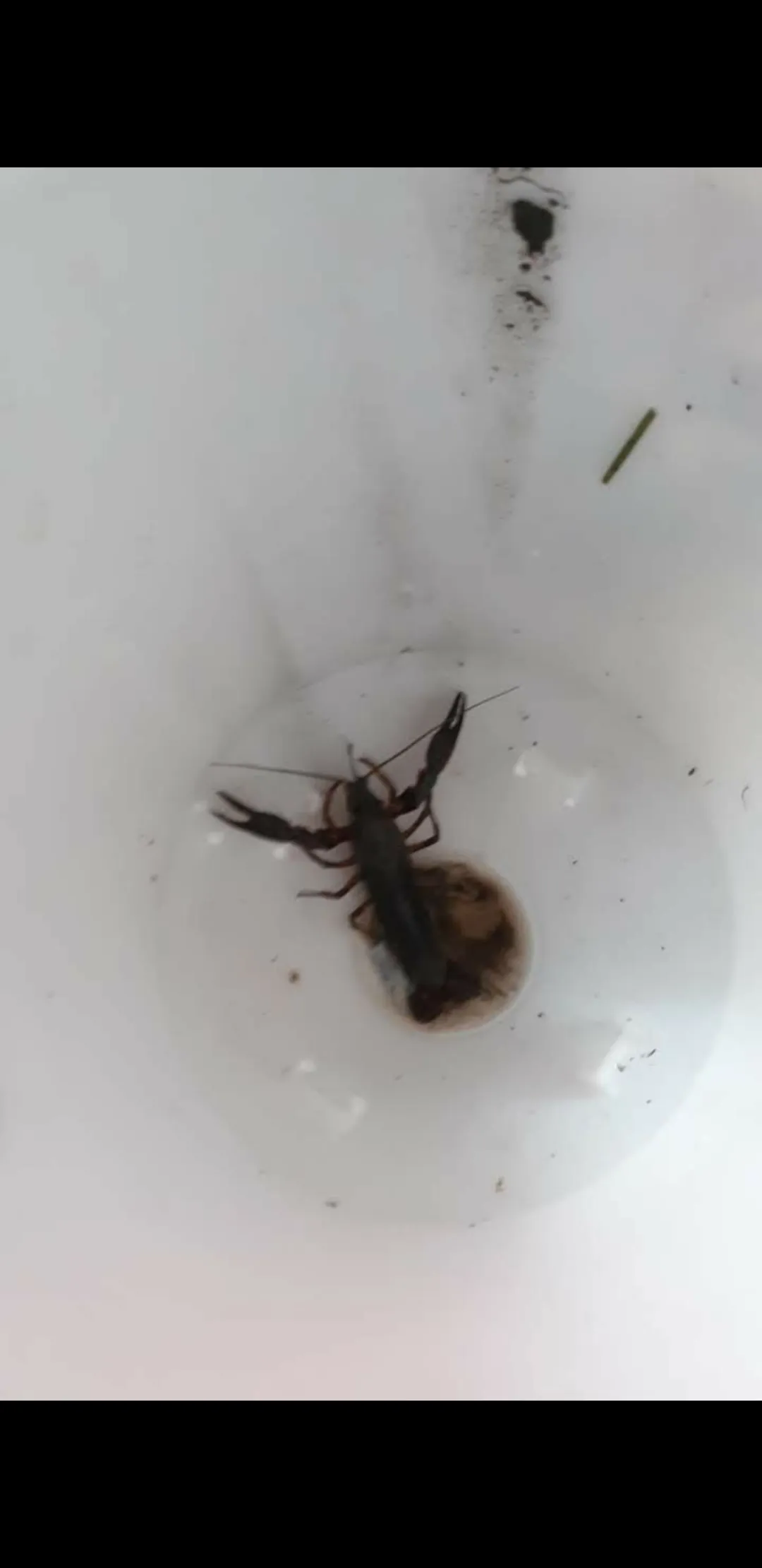 What Is The Weirdest Thing You Have Seen?