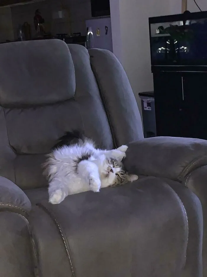 Super Cat Casting His Web While Sleeping