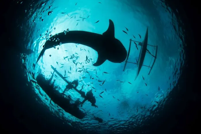 Giant Of The Sea
