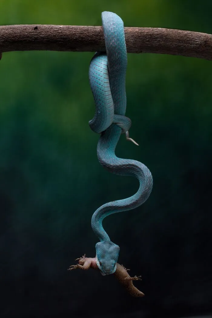 The Blue Viper Strikes