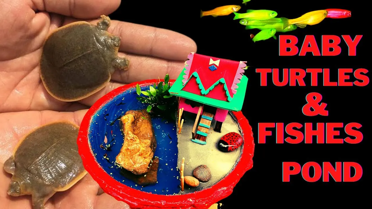 Baby Turtles Rescued And Build Amazing DIY Indoor Turtles And Fishes Pond From Basket And Cement