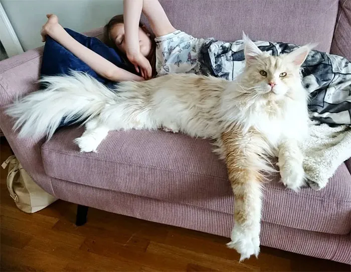 This Cat