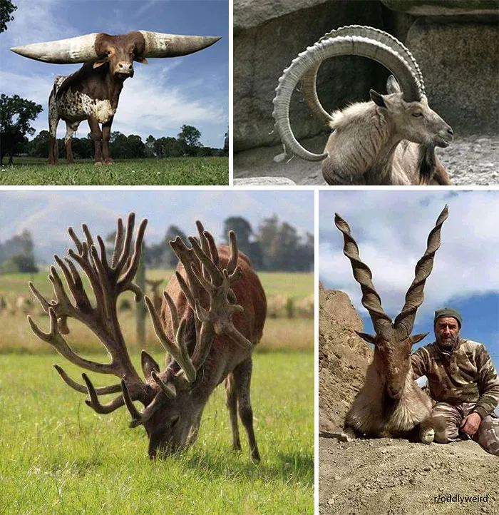 These Units